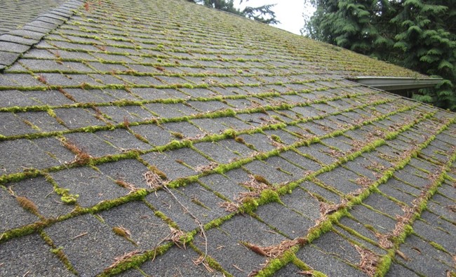 Roof Maintenance Tips Things You Need To Do To Make Your Roof Stormproof - Be aware of moss